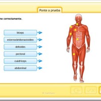 Recursos escolares: EL APARATO LOCOMOTOR - El esqueleto y los músculos 3º y 4º PRIMARIA